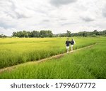 Aerial view of asian lover walking on rice field ridge. People taking pre wedding photography in rice terrace. Green rice farm in Nan, Thailand.