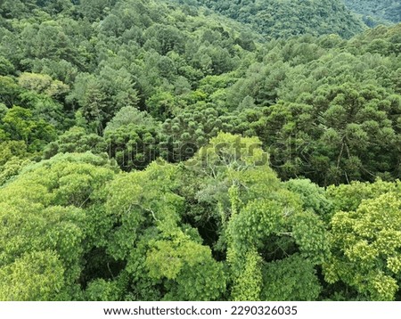 aerial view atlantic forest mature trees pines araucarias and ipÃªs
