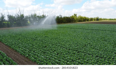 Aerial View of Automatic Irrigation System Watering a Cabbage Field