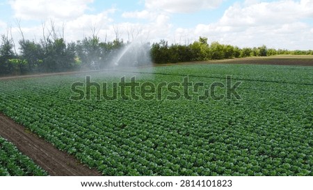 Aerial View of Automatic Irrigation System Watering a Cabbage Field