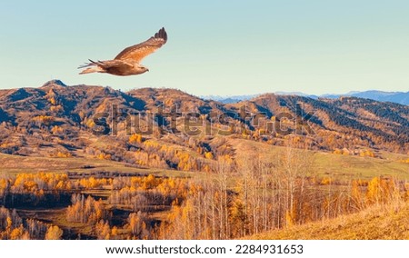 Aerial view of autumn forest over the clouds with red tailed hawk -Autumn colorful landscape with colorful tree - Savsat, Artvin