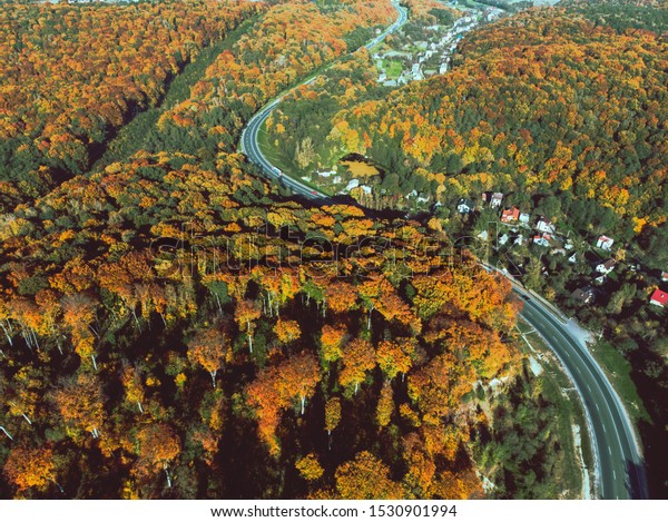 aerial view of autumn\
highway in forest