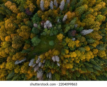 Aerial View Of Autumn Tree Tops. Latvia.