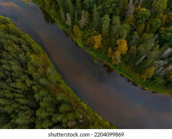 Aerial View Of Autumn Tree Tops. Latvia.