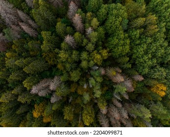 Aerial View Of Autumn Tree Tops. Latvia.