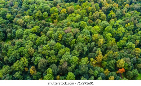 Aerial View Of Autumn Trees. Colorful Trees From Above.