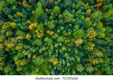 Aerial View Of Autumn Trees. Colorful Trees From Above.