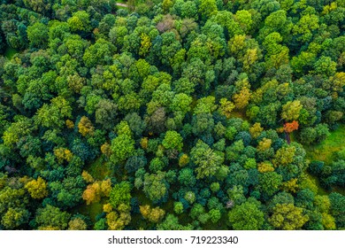 Aerial view of autumn trees. Colorful trees from above. - Shutterstock ID 719223340