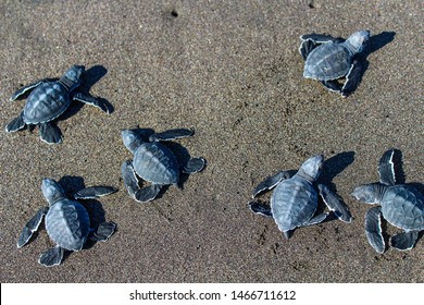 2,358 Turtle Aerial View Images, Stock Photos & Vectors | Shutterstock