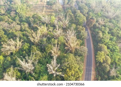 Aerial View Of Bamboo Forest In Karnataka, India