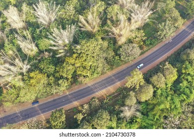 Aerial View Of Bamboo Forest In Karnataka, India