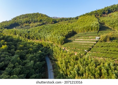 The Aerial View Of The Bamboo Forest Of Mogan Mountain In Zhejiang, China