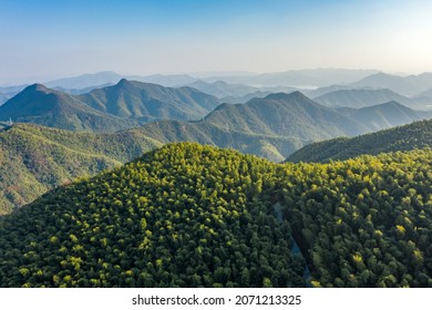 The Aerial View Of The Bamboo Forest Of Mogan Mountain In Zhejiang, China