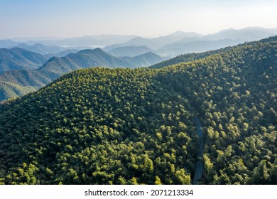 The Aerial View Of The Bamboo Forest Of Mogan Mountain In Zhejiang, China