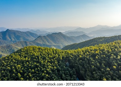 The Aerial View Of The Bamboo Forest Of Mogan Mountain In Zhejiang, China