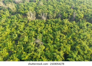 Aerial View Of Bamboo Forest In Western Karnataka