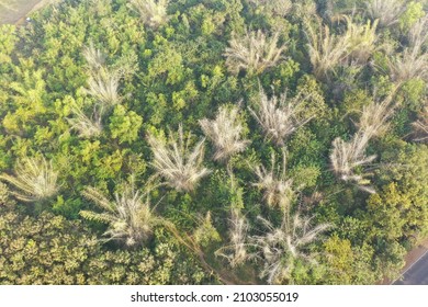 Aerial View Of Bamboo Forest In Western Karnataka