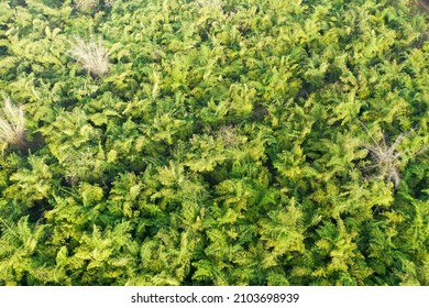 Aerial View Of Bamboo Forest In Western Karnataka