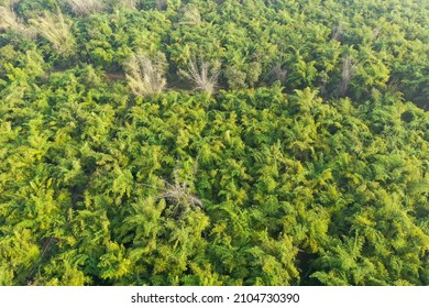 Aerial View Of Bamboo Forest In Western Karnataka