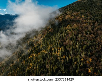 Aerial view of beautiful autumn forest landscape and snow capped mountains - Powered by Shutterstock