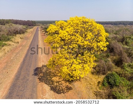 Aerial view a beautiful flowering yellow ipe tree on the road