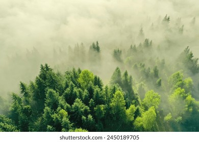 Aerial view of beautiful landscape with misty forest on autumn day - Powered by Shutterstock