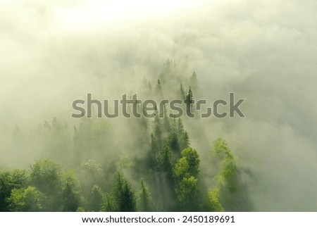 Aerial view of beautiful landscape with misty forest on autumn day