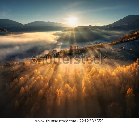 Aerial view of beautiful orange trees on the hill and mountains in low clouds at sunrise in autumn in Ukraine. Colorful landscape with woods in fog, sunbeams, sky, forest at dawn in fall. Top view