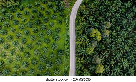 Aerial view of beautiful road cuts through the middle of an oil palm plantation in Thailand, South east asia