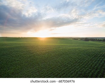 Aerial View Of A Beautiful Sunset Over Green  Corn Fields - Agricultural Fields