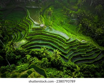 Aerial view of beautiful Tegallalang Rice Terrace surrounded by tropical forest in Gianyar, Bali, Indonesia. Balinese Rural scene, paddy terrace garden in a village with morning sunlight and mist. - Powered by Shutterstock