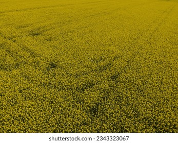 Aerial view of blooming rapeseed field