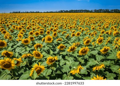 aerial view to blooming sunflowers field, Ukraine