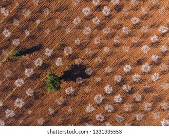 Aerial View Of Blossoming Almond Tree Orchard Creating Pattern And Textures Visual Effects.
