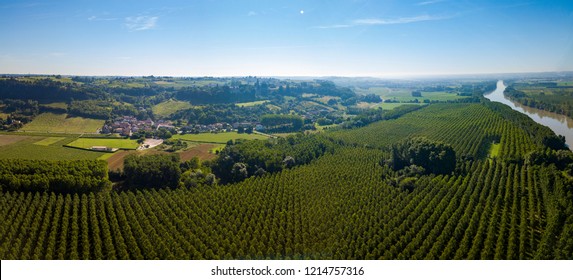 Aerial View, Bordeaux Vineyard, Landscape Vineyard South West Of France, Europe