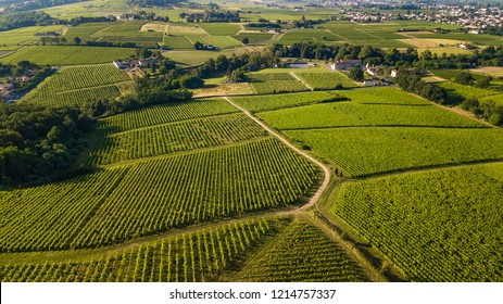 Aerial View, Bordeaux Vineyard, Landscape Vineyard South West Of France, Europe