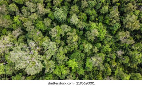 Aerial View Of The Borneo Jungle Canopy