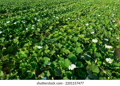 Aerial View Of Bottle Gourd Vine In The Farm