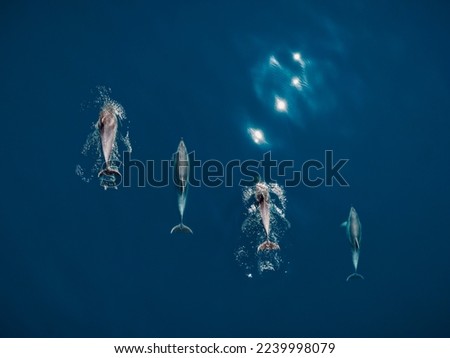 Aerial view of Bottlenose dolphins in blue sea. Aquatic animals in Black sea