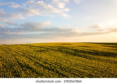 Aerial View Of Bright Green Agricultural Farm Field With Growing Rapeseed Plants At Sunset.