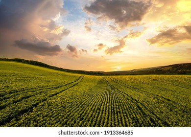 Aerial view of bright green agricultural farm field with growing rapeseed plants at sunset.