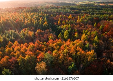 Aerial View Of Brown Autumn Forest At Sunset, Poland, Europe