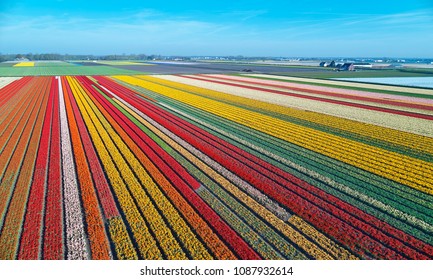 Aerial view of bulb-fields in springtime, located between the towns of Lisse and Sassenheim, province of Zuid-Holland, the Netherlands