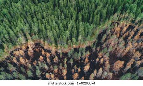 Aerial view of burnt forest after the fire. Burned fir and pine trees. Overhead View of Tree tops. Drone photo. 