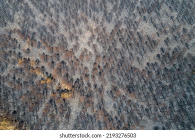 2,704 Burnt forest area Images, Stock Photos & Vectors | Shutterstock