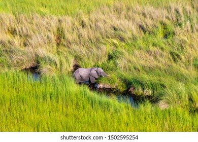 Aerial View To Bush Of Delta Okavango With Elephant.