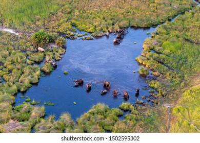 Aerial View To Bush Of Delta Okavango With Elephant.