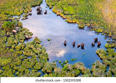 Aerial view to bush of delta Okavango with elephant. - Shutterstock ID 1502595308