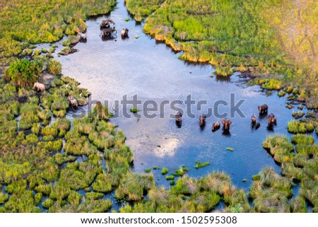 Aerial view to bush of delta Okavango with elephant.