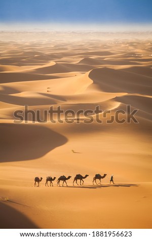 Aerial View Of Camel Caravan In The Sahara Desert